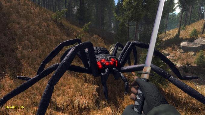 Forest spiders 